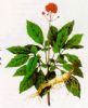 Ginseng P.E.